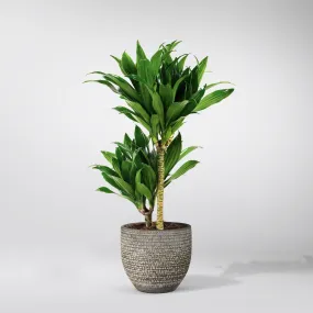 Dracaena Fragrans | Janet Craig Compacta