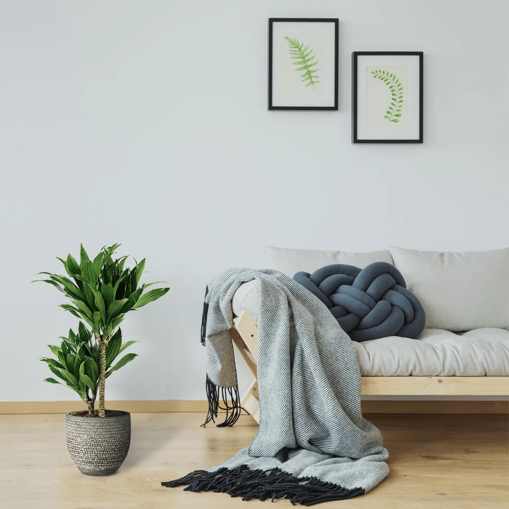 Dracaena Fragrans | Janet Craig Compacta
