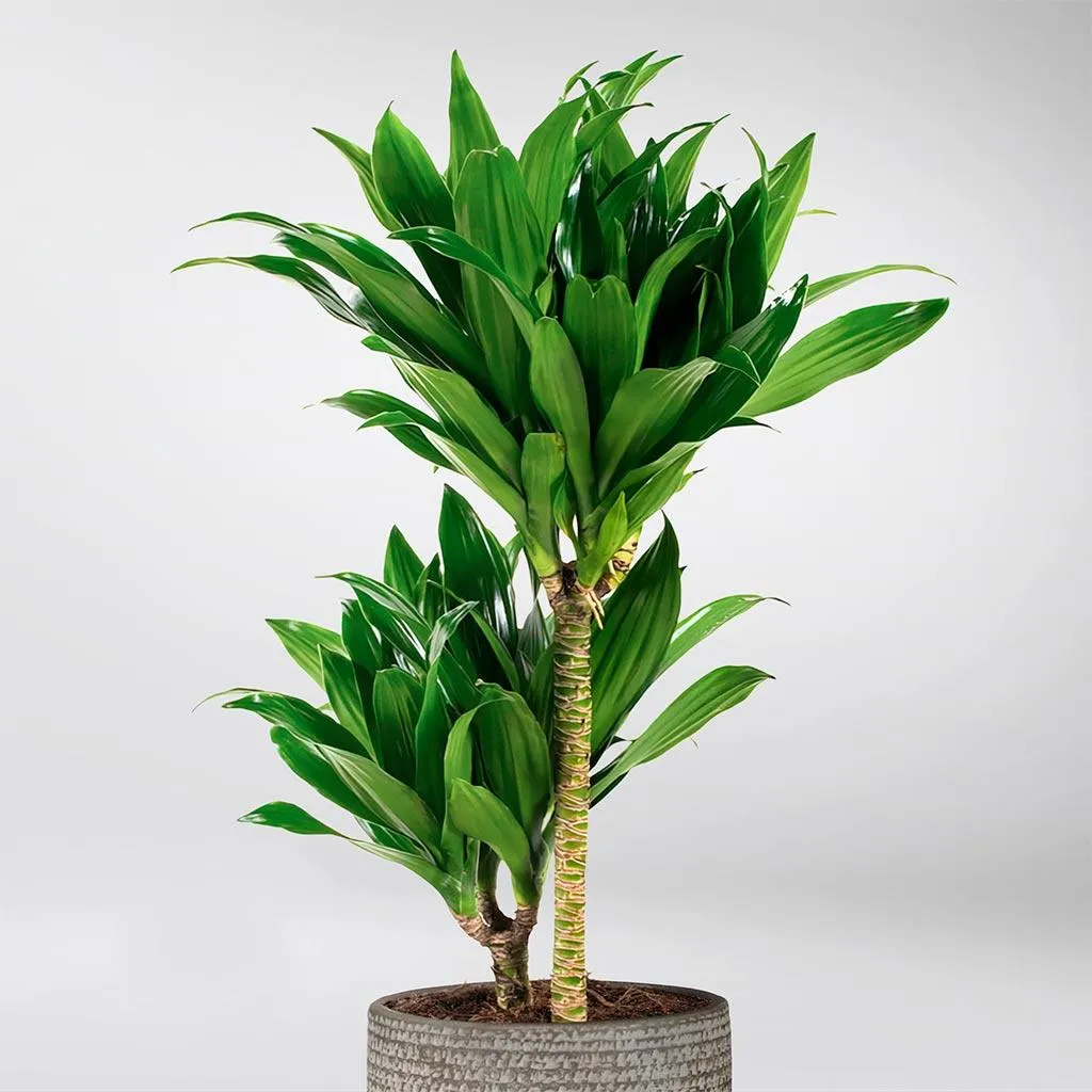Dracaena Fragrans | Janet Craig Compacta