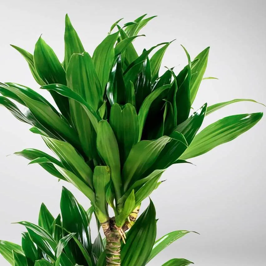 Dracaena Fragrans | Janet Craig Compacta